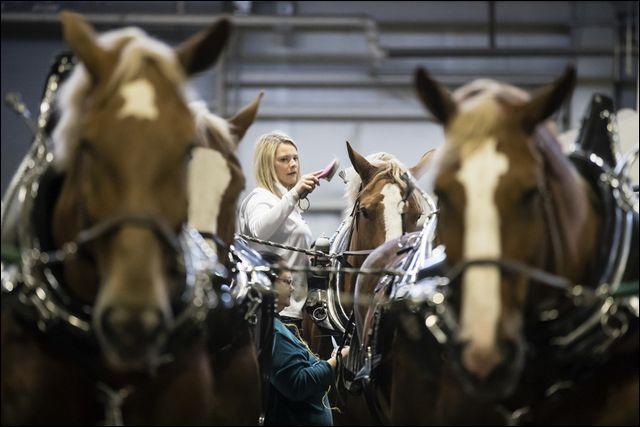 Sarah Brockhoff, center top, and her mother Tracie with Brockwood Belgians helps to prepare their team of horses for a show during the 103rd Pennsylvania Farm Show in Harrisburg in 2019. This year's event will be conducted virtually. For all events, go to farmshow.pa.gov.