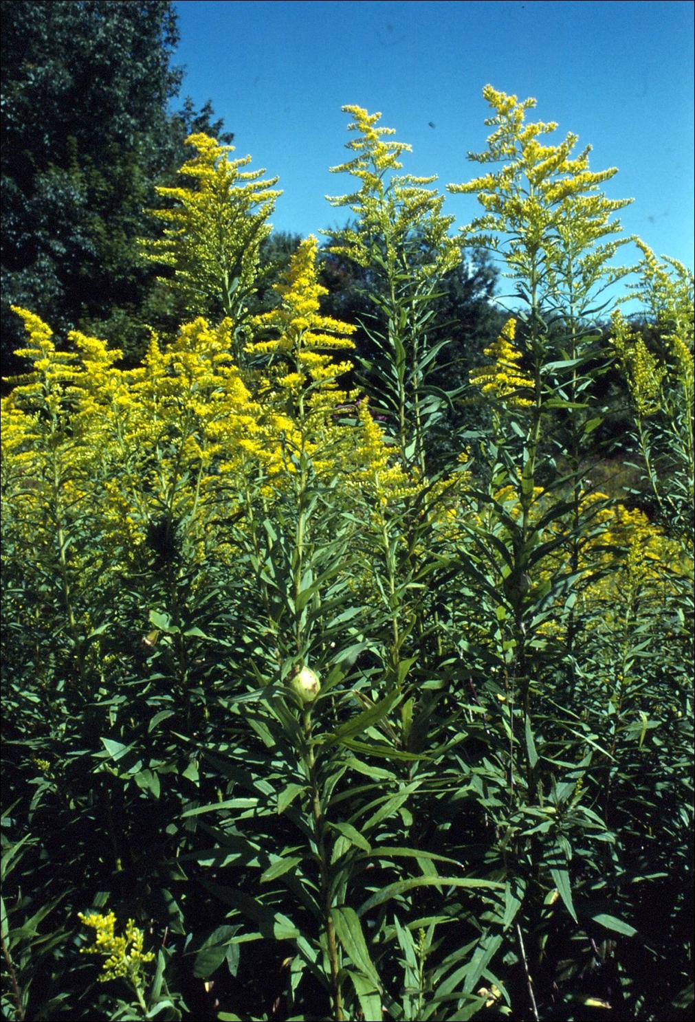 A bank of goldenrod (solidago altissima); a gall is found on the foremost stem.
